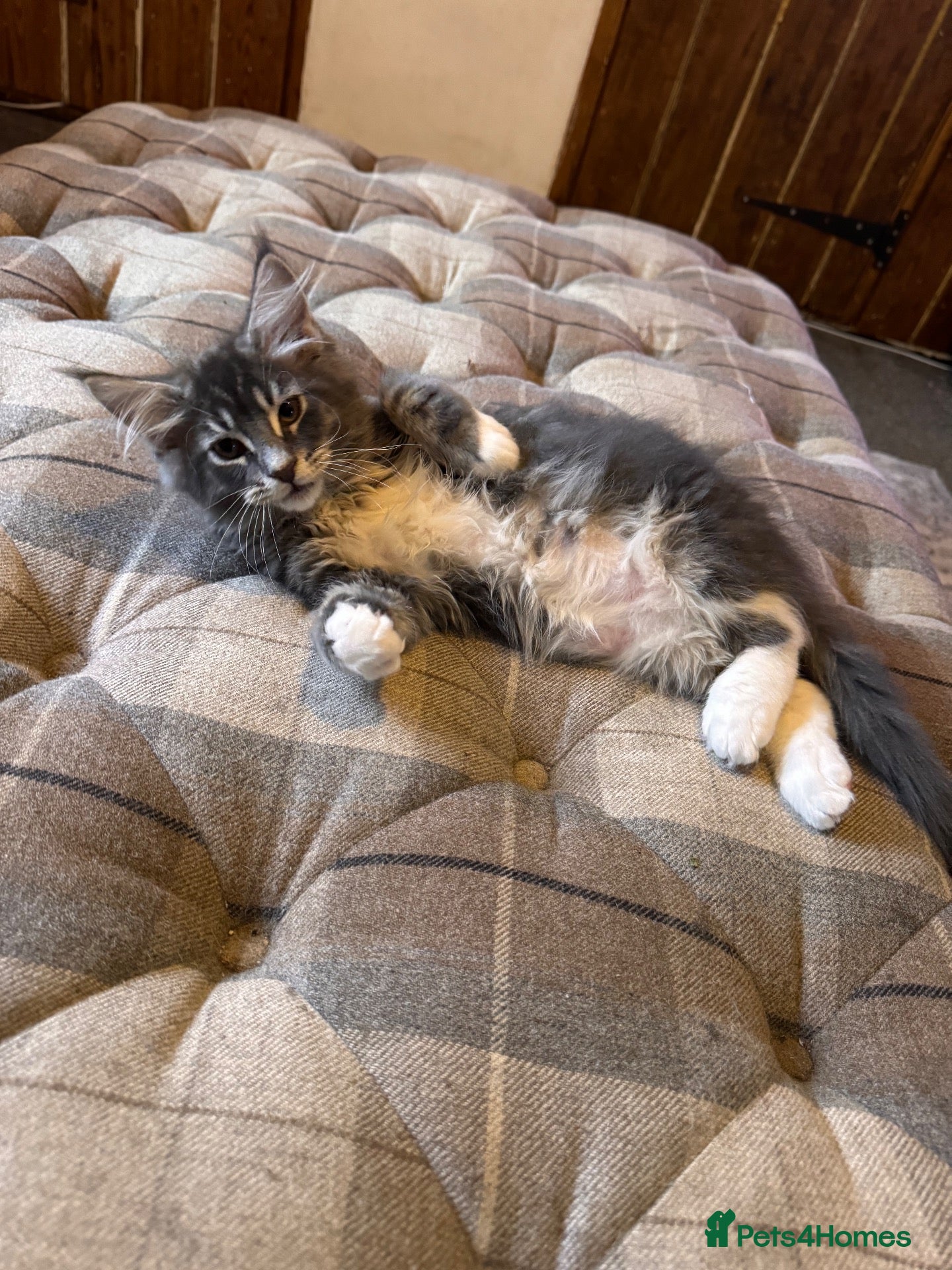 Maine Coon cats Ready for Homes Maine Coon Kittens available - Advert 2