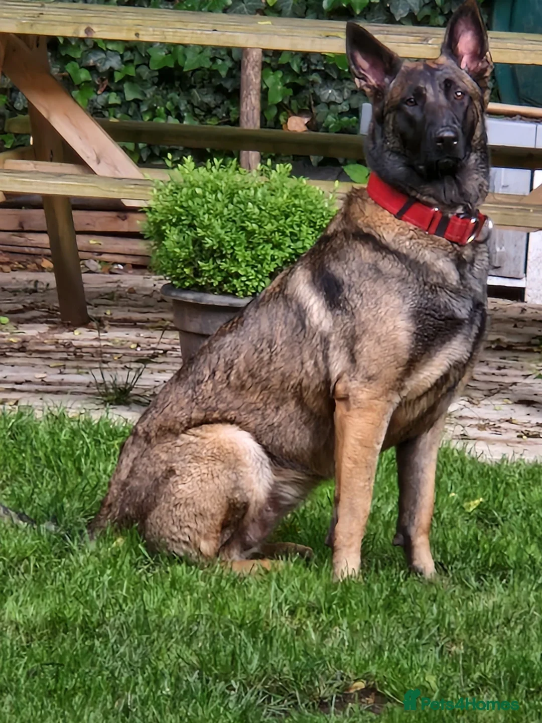 Belgian Shepherd Dog dogs for sale: 16 week old Belgian malinois - Advert 3