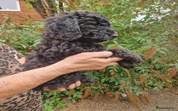 Cockapoo dogs for sale: 5 STAR SHOW TYPE COCKAPOO PUPPIES - Image 9
