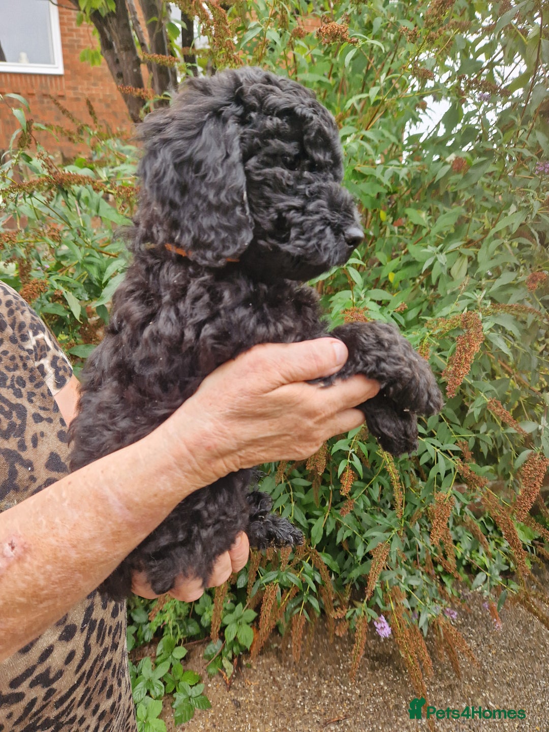 Cockapoo dogs for sale: 5 STAR SHOW TYPE COCKAPOO PUPPIES - Image 9