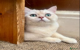 British Shorthair cats for sale: Lovely British Shorthair Neutered Girl  - Image 3