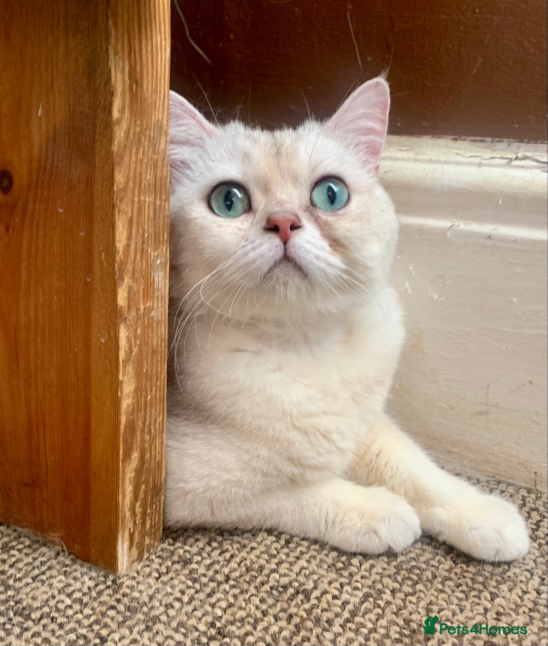 British Shorthair cats for sale: Lovely British Shorthair Neutered Girl  - Image 3