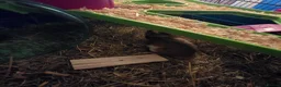 Hamster rodents for sale: Syrian Hamster - Advert 8