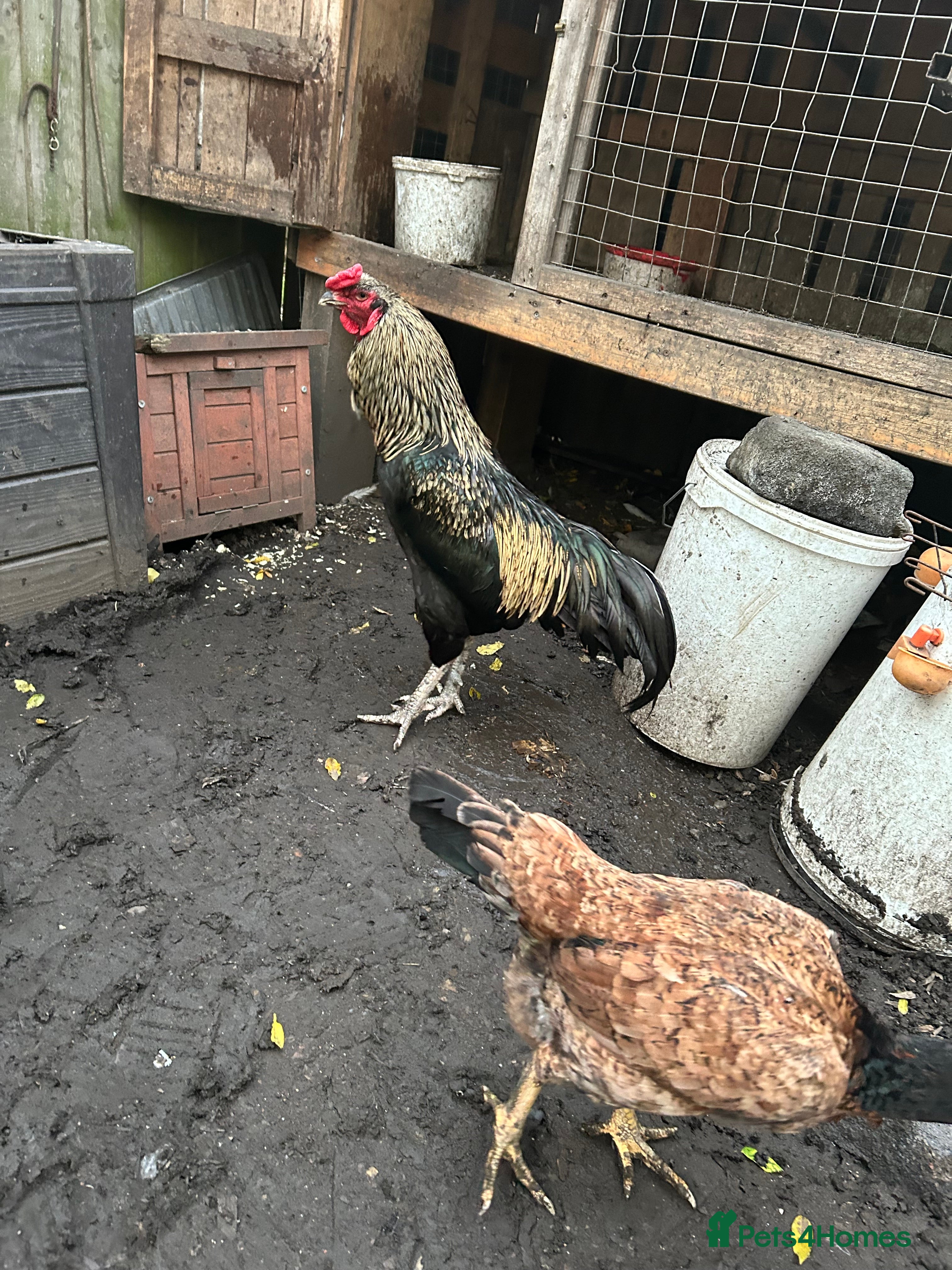 Chickens poultry Aseel rooster, hens and Pullets for sale - Advert 13