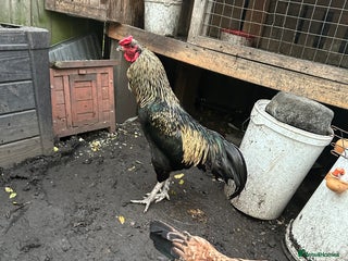 Chickens poultry Aseel rooster, hens and Pullets for sale - Advert 1