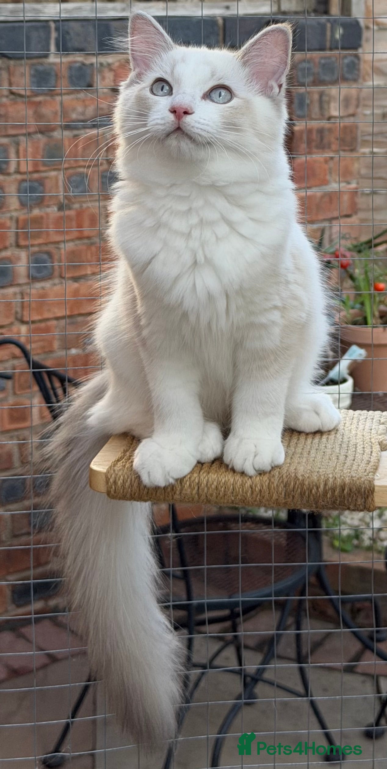 Ragdoll cats GCCF Reg Neutered Fully Vacc Ragdoll Kittens Boys - Advert 2