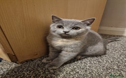 British Shorthair cats for sale: British shorthair kitties pure breed  in Sunderland - Image 4