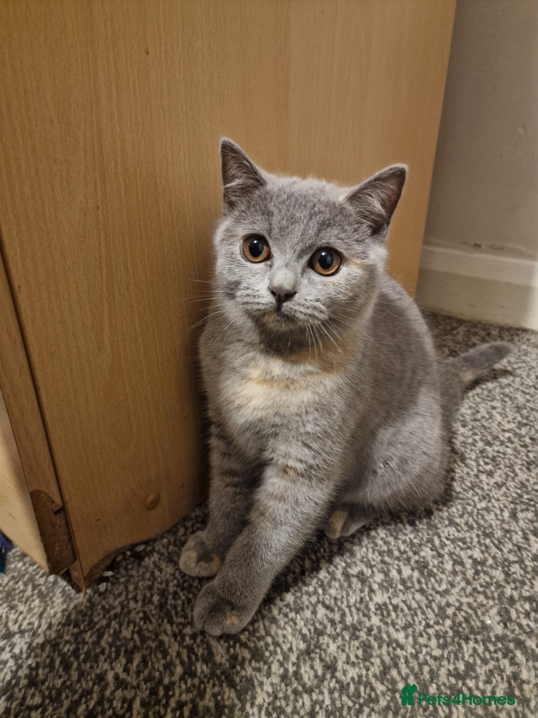British Shorthair cats for sale: British shorthair kitties pure breed  in Sunderland - Image 4
