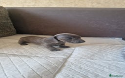 Dachshund dogs for sale: 2 girls and 1 boy miniature dachshund puppies  - Image 11