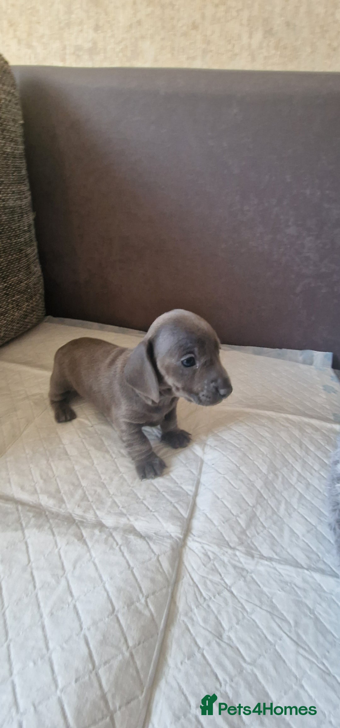 Dachshund dogs for sale: 2 girls and 1 boy miniature dachshund puppies  - Image 11