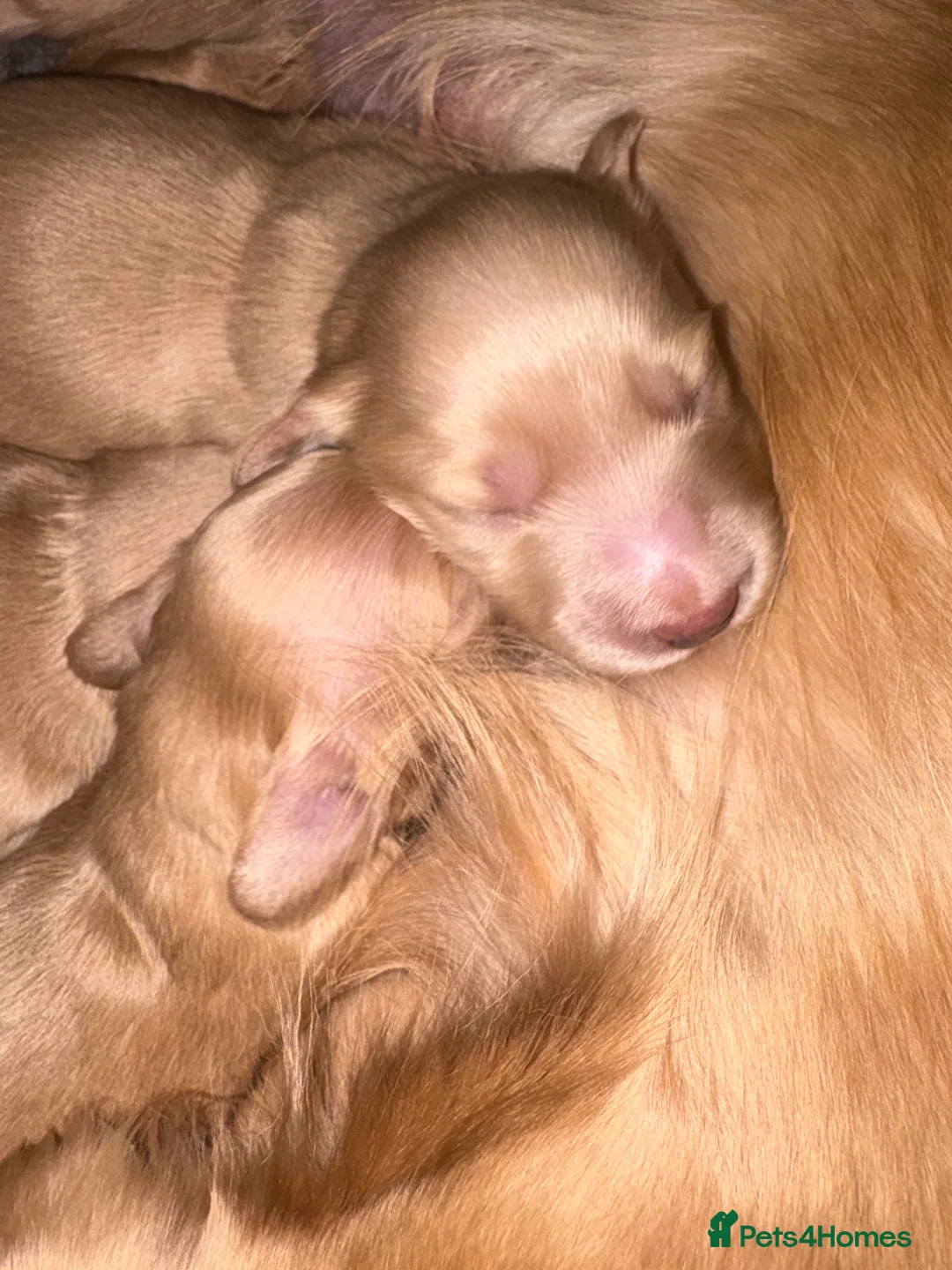 Miniature Dachshund dogs for sale: KC Registered Longhaired Miniature Dachshund Pups - Advert 5