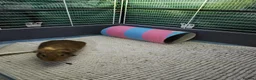 Guinea Pig rodents for sale: 🐹Beautiful Guinea Pigs Need Forever Homes🐹 - Advert 8