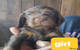 Cocker Spaniel dogs for sale: Working cocker spaniel - Image 3