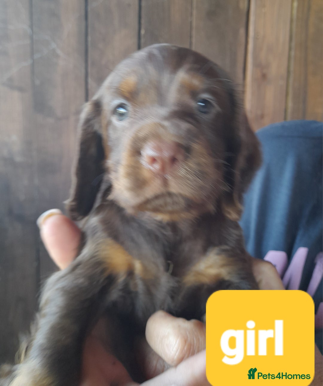 Cocker Spaniel dogs for sale: Working cocker spaniel - Image 3