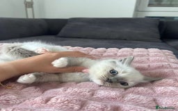 Ragdoll cats for sale: Affordable Ragdolls purebred for sale - Image 3
