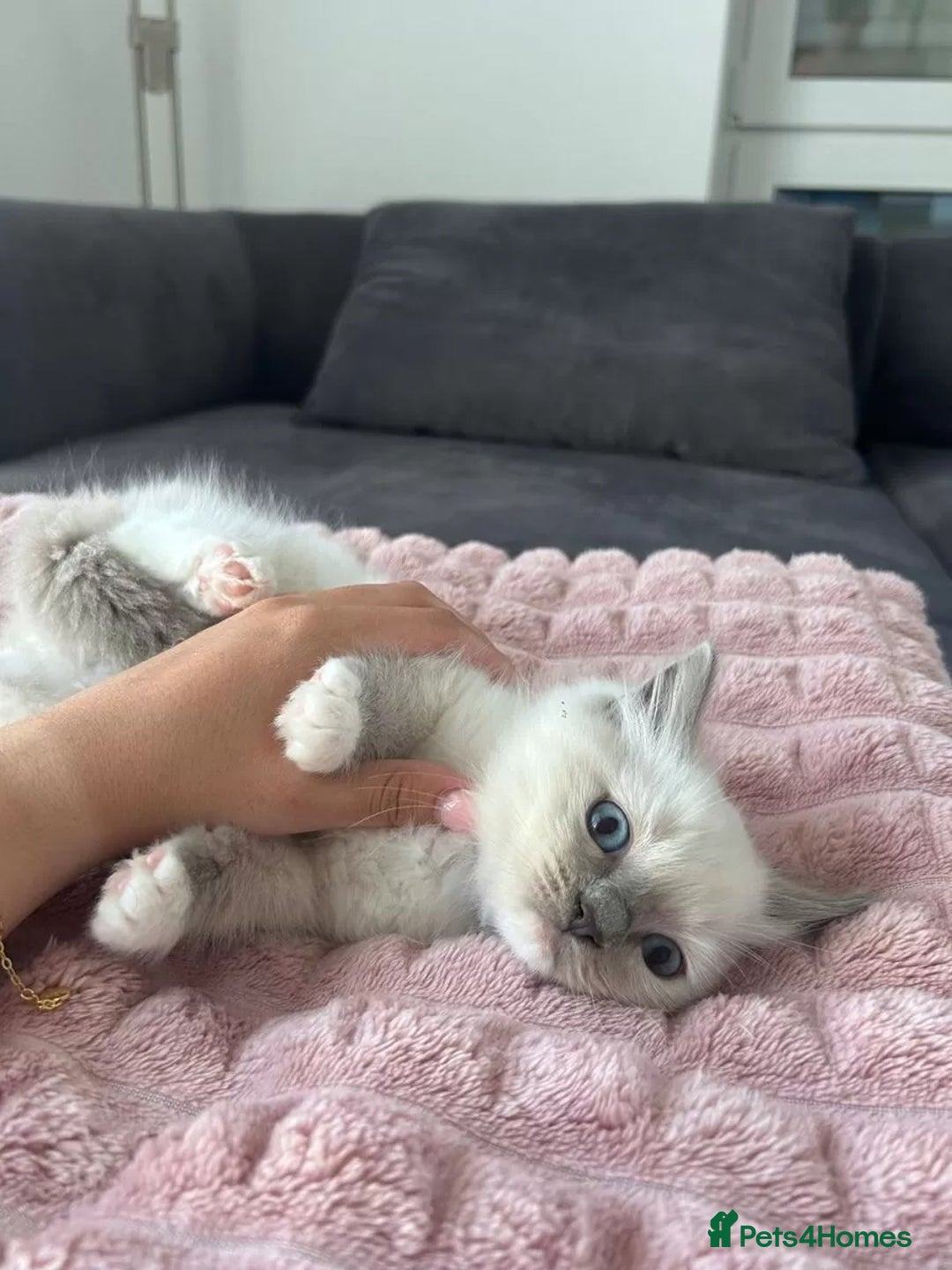 Ragdoll cats for sale: Affordable Ragdolls purebred for sale - Image 3