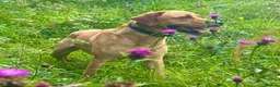 Labrador Retriever dogs for sale: Fox red kc Labrador puppies 4 remaining ready now  - Advert 4