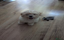 Shih Tzu dogs for sale: Beautiful Golden shih-tzu puppy - Image 4