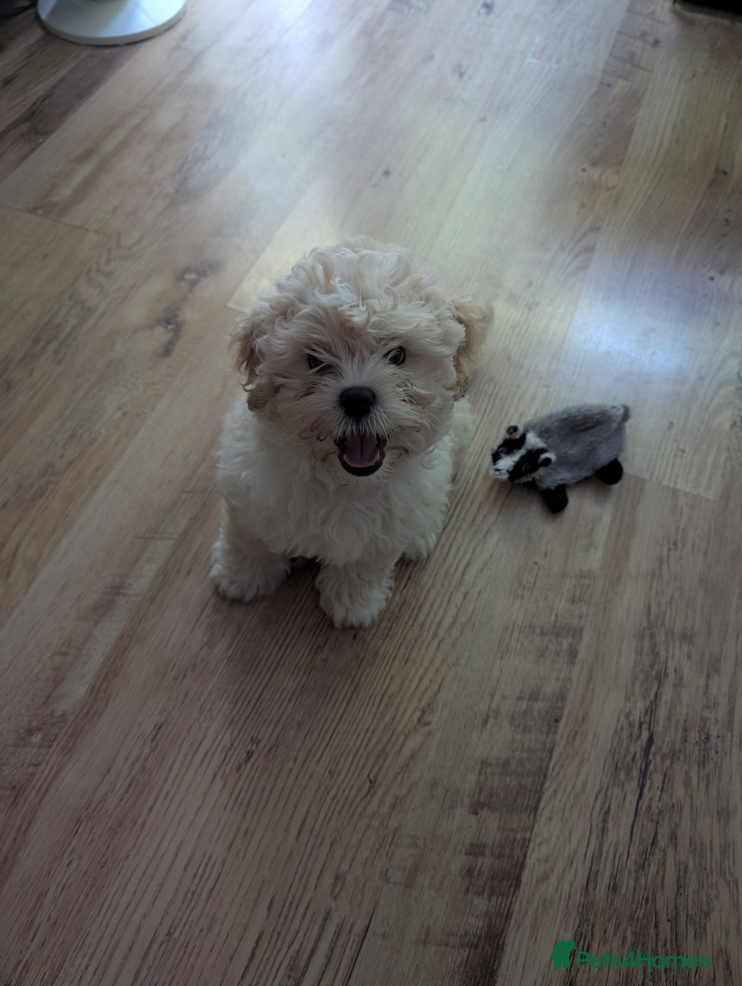 Shih Tzu dogs for sale: Beautiful Golden shih-tzu puppy - Image 4