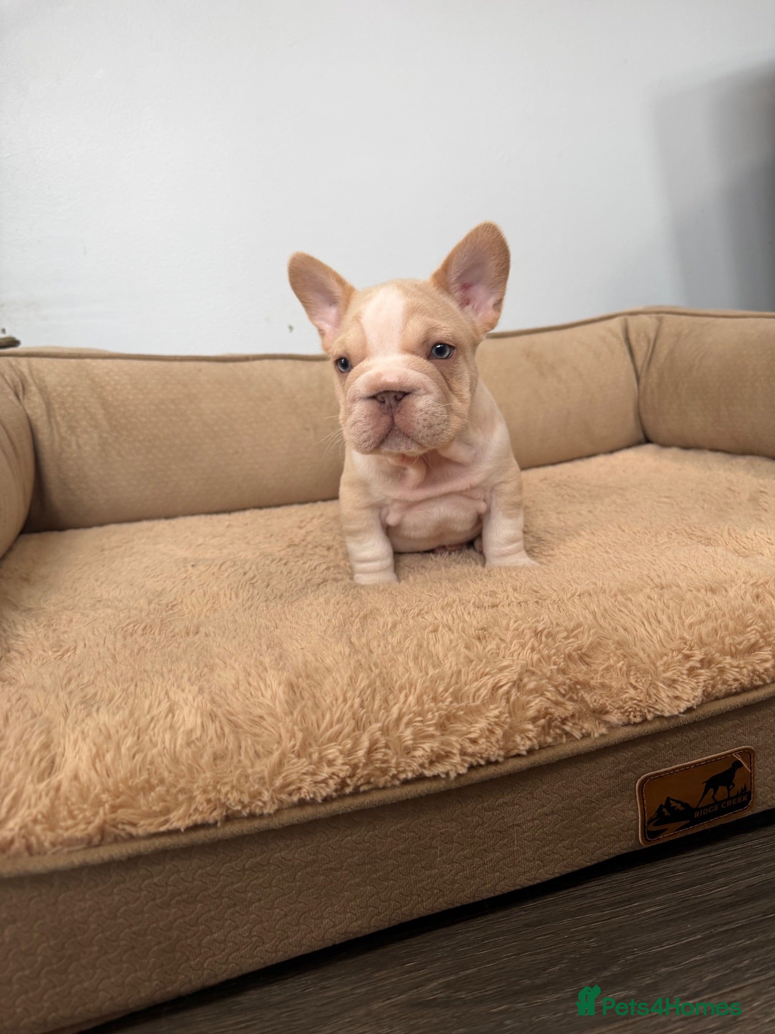 French Bulldog dogs Exotic French bulldog puppies/Health Tested Parent - Advert 1