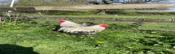 Chickens poultry for sale: Peakin pairs  - Advert 2