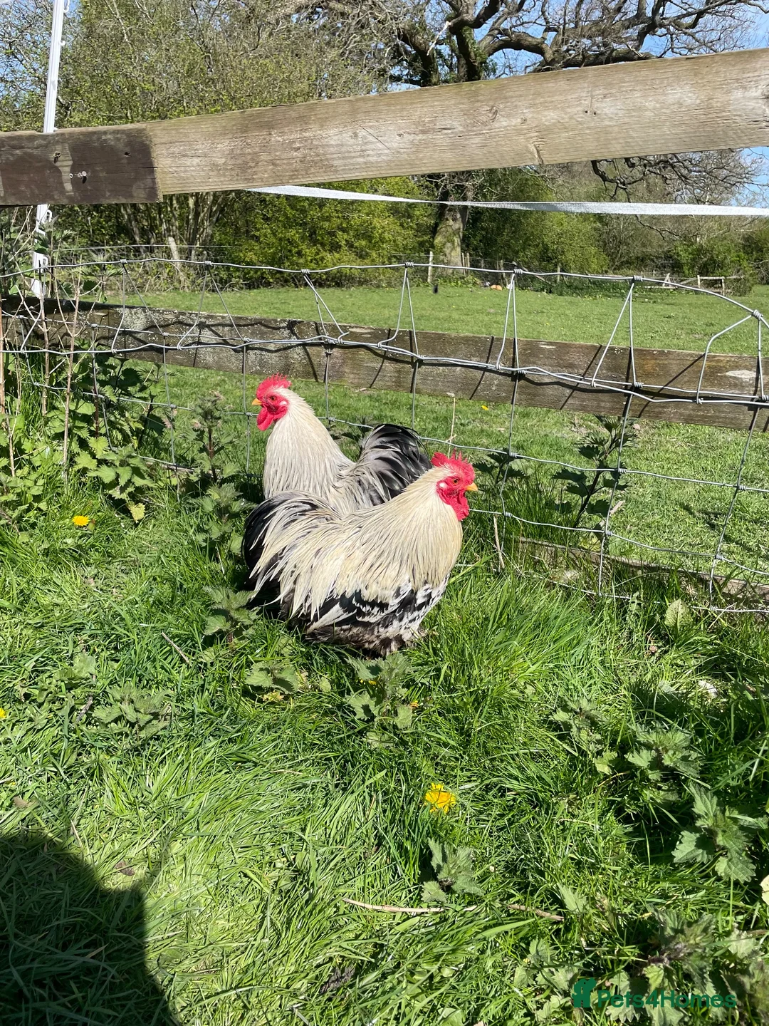 Chickens poultry for sale: Peakin pairs  - Advert 2