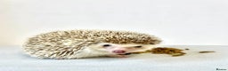 Pygmy Hedgehog rodents for sale: Beautiful Young Female African Pygmy Hedgehog  - Advert 3