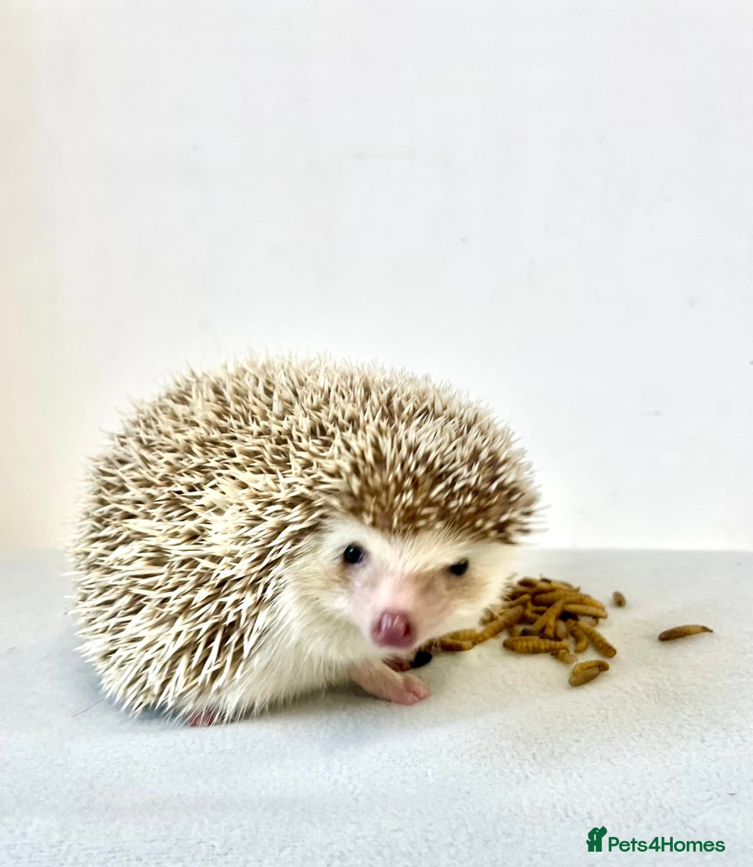 Pygmy Hedgehog rodents for sale: Beautiful Young Female African Pygmy Hedgehog  - Advert 3