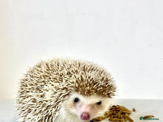 Pygmy Hedgehog rodents Beautiful Young Female African Pygmy Hedgehog - Advert 1
