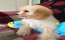 Shihpoo dogs for sale: shihpoo puppies for sale  - Image 16