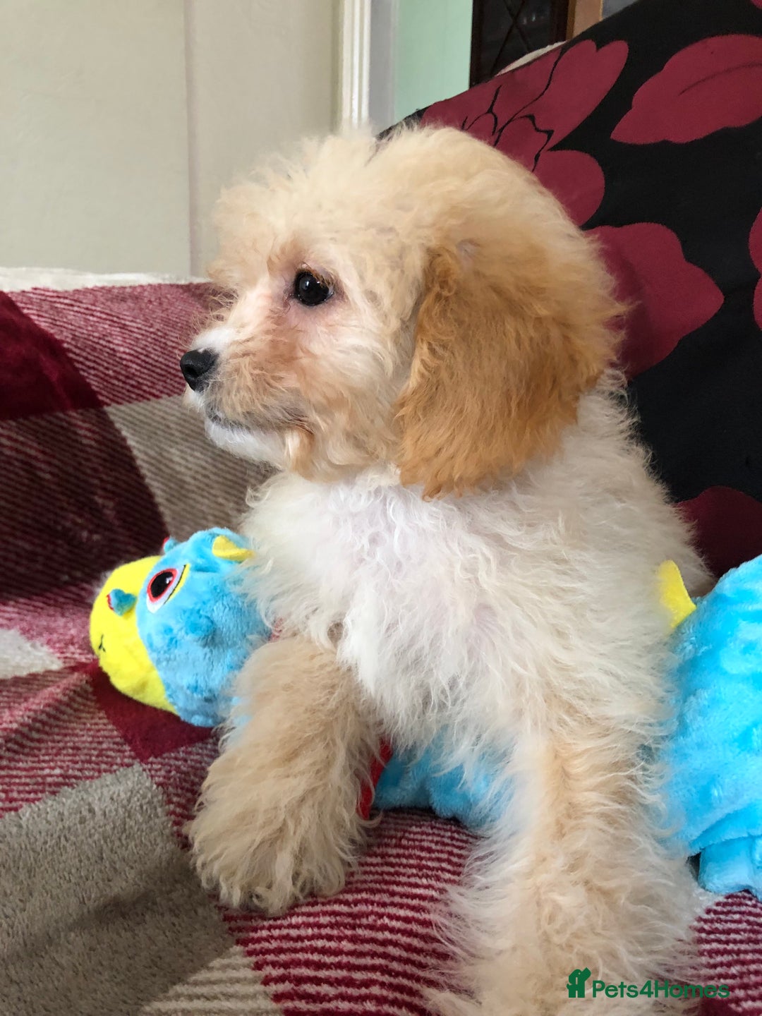 Shihpoo dogs for sale: shihpoo puppies for sale  - Image 16