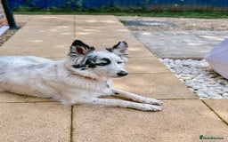 Border Collie dogs for sale: Patch - Image 10