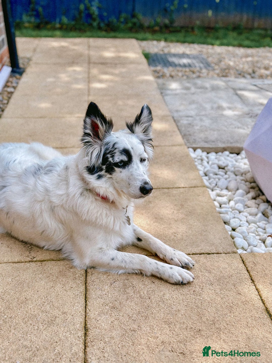 Border Collie dogs for sale: Patch - Image 10