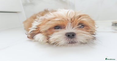 Shih Tzu dogs - Advert 2