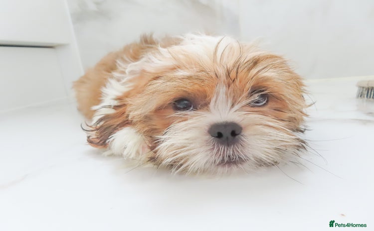 Shih Tzu dogs - Advert 4