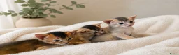 Abyssinian cats for sale: Abyssinian Kittens From Champion Bloodlines - Advert 1