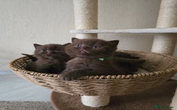 British Shorthair cats for sale: GCCF Chocolate British Shorthair kittens  - Image 2