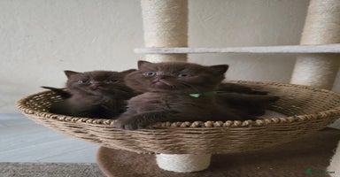 British Shorthair cats - Advert 6