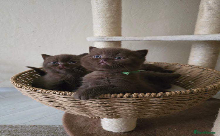 British Shorthair cats - Advert 15
