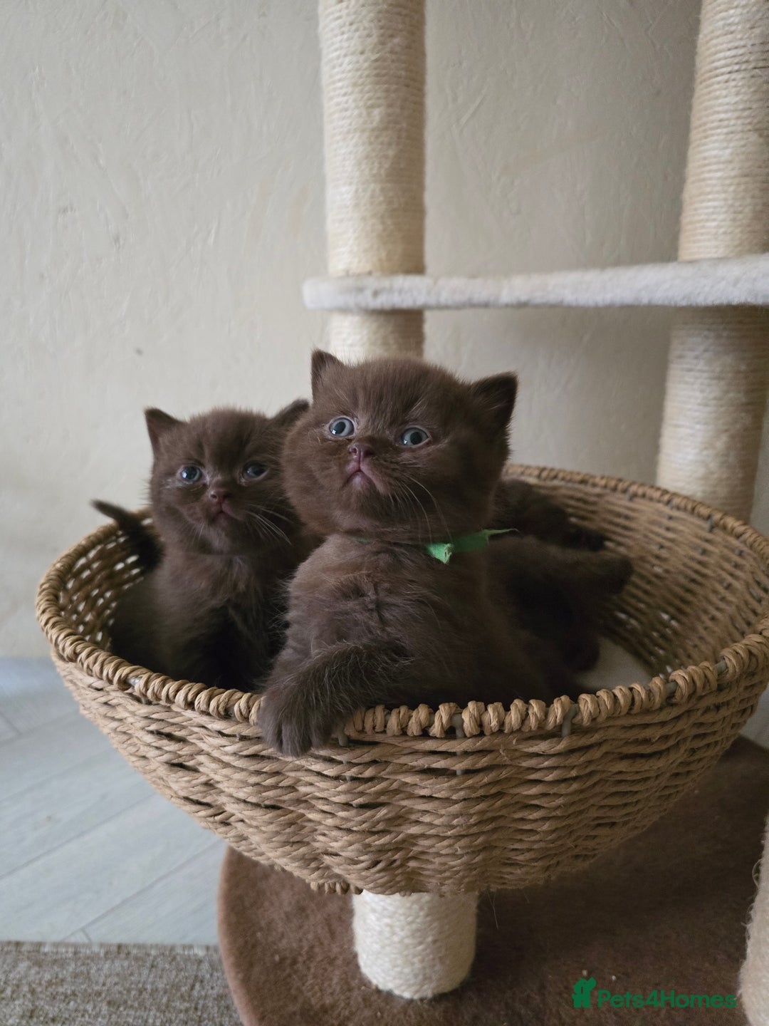British Shorthair cats for sale: GCCF Chocolate British Shorthair kittens  - Image 2