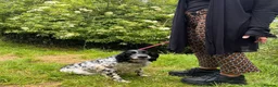 English Setter dogs for adoption: Mora  in New Romney - Advert 5
