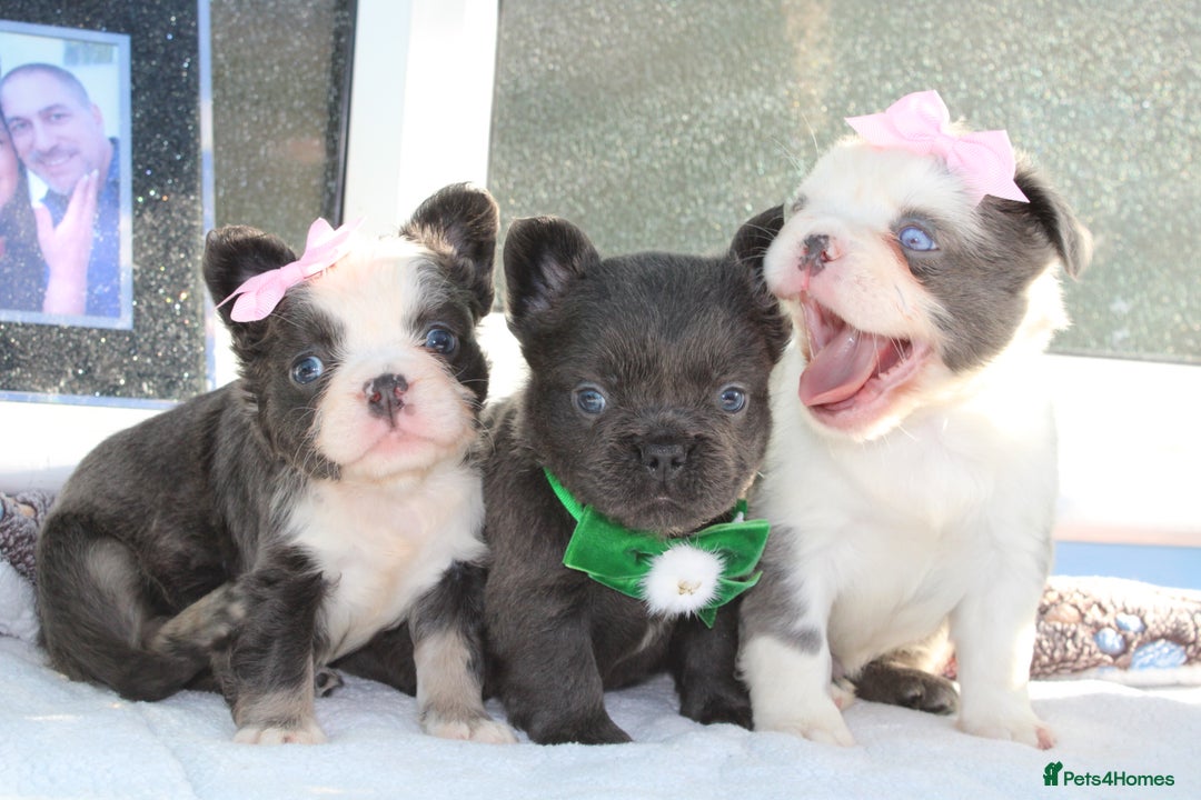 French Bulldog dogs for sale: Fluffy frenchie ready to leave  - Advert 7