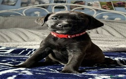 Mixed Breed dogs for sale: Labrador staffy puppy - Image 2