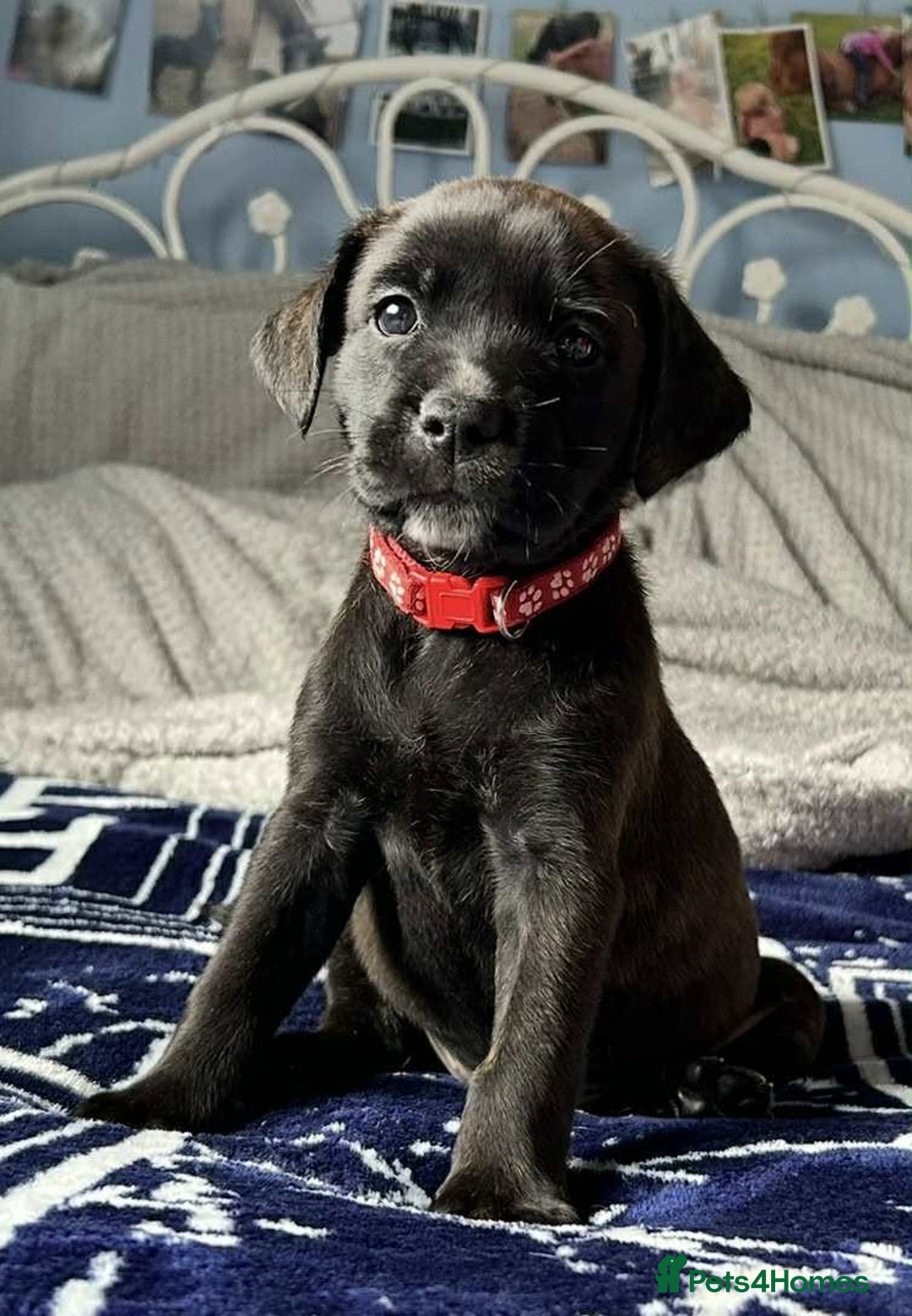 Mixed Breed dogs for sale: Labrador staffy puppy - Image 2