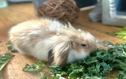 Mini Lion Lop rabbits for sale: CUTE MINI LION LOP BUCK - Image 3