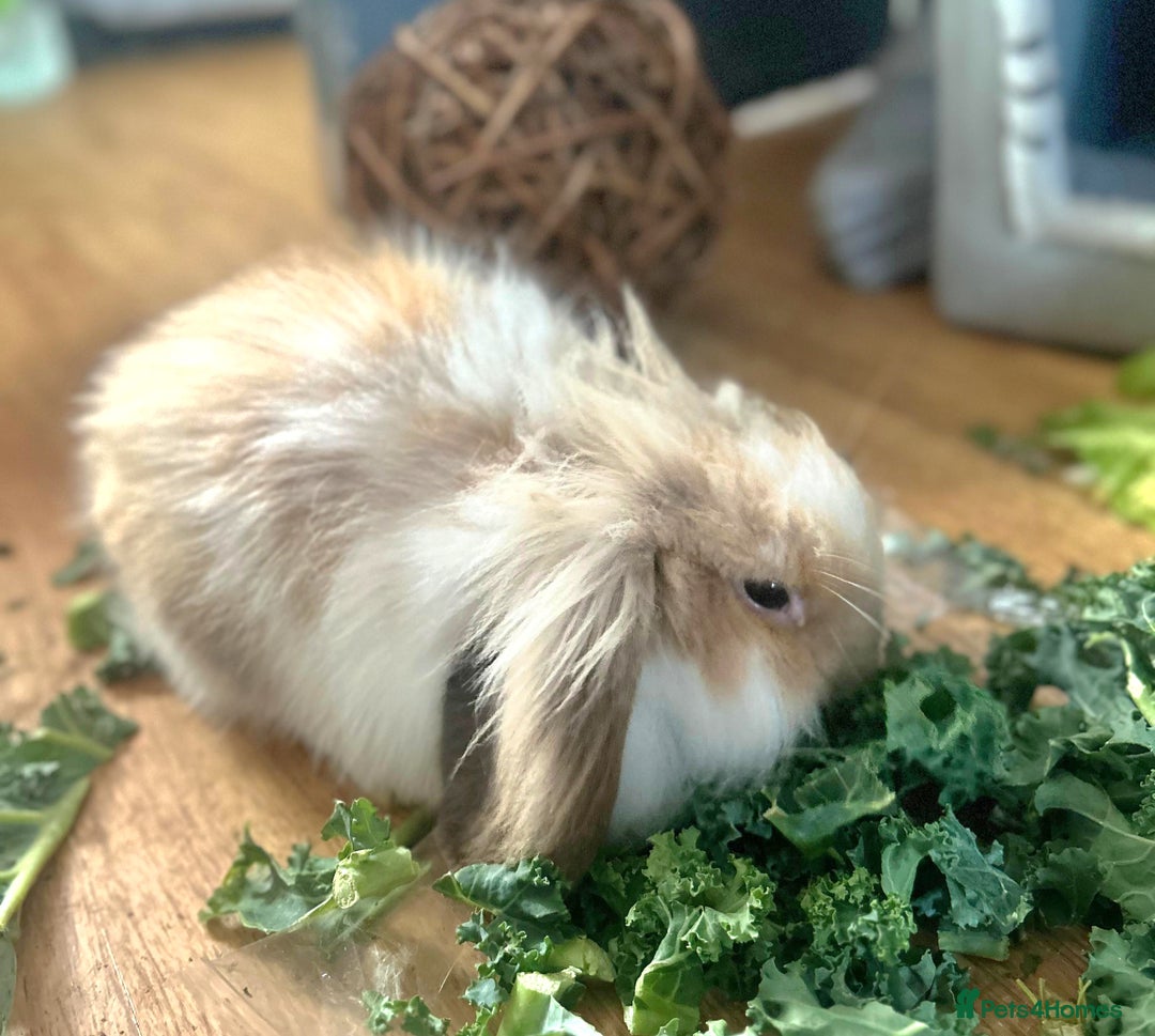 Mini Lion Lop rabbits for sale: CUTE MINI LION LOP BUCK - Image 3