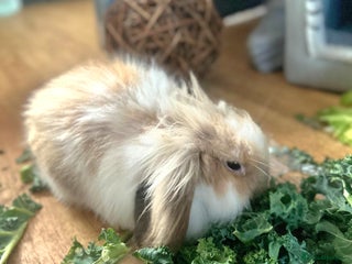 Mini Lion Lop rabbits - Advert 31