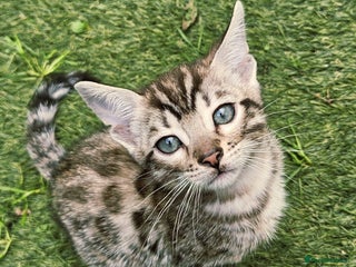 Bengal cats Bengal - Advert 12