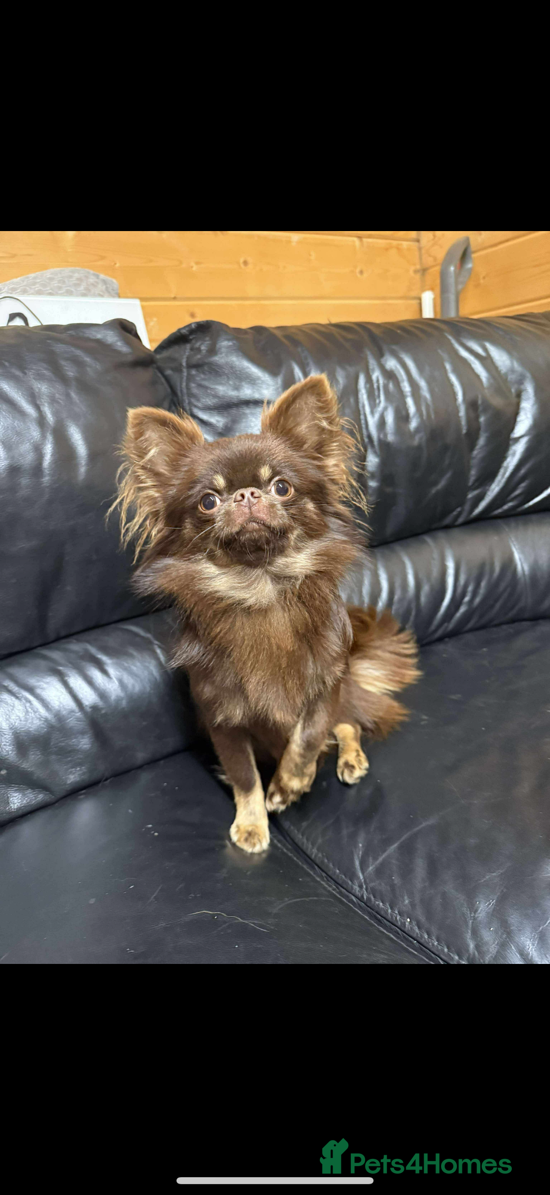 Chihuahua dogs for sale: Long coated Chihuahuas *super rare! - Advert 16