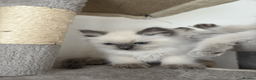 Ragdoll cats for sale: Blue point Ragdolls - Advert 9